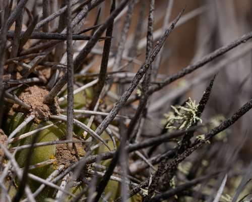 Copiapoa coquimbana