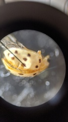 Psyllobora bisoctonotata