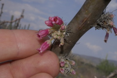 Jatropha neopauciflora