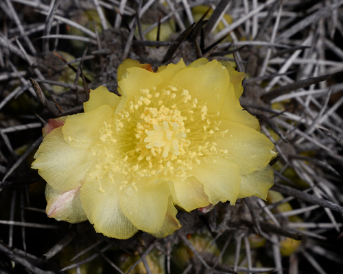 Copiapoa coquimbana
