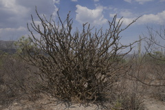 Jatropha neopauciflora