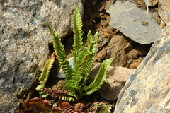 Polystichum kruckebergii