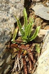 Polystichum kruckebergii