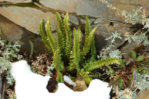 Image of Polystichum kruckebergii by (c) Timothy McNitt, some rights reserved (CC BY)