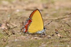 Heliophorus epicles