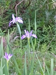 Iris giganticaerulea