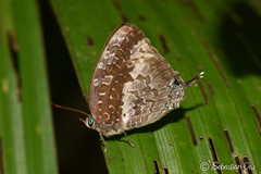 Arhopala ijauensis