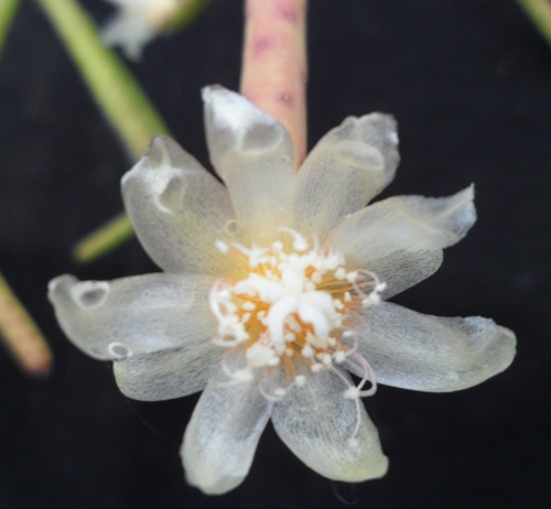 Rhipsalis grandiflora