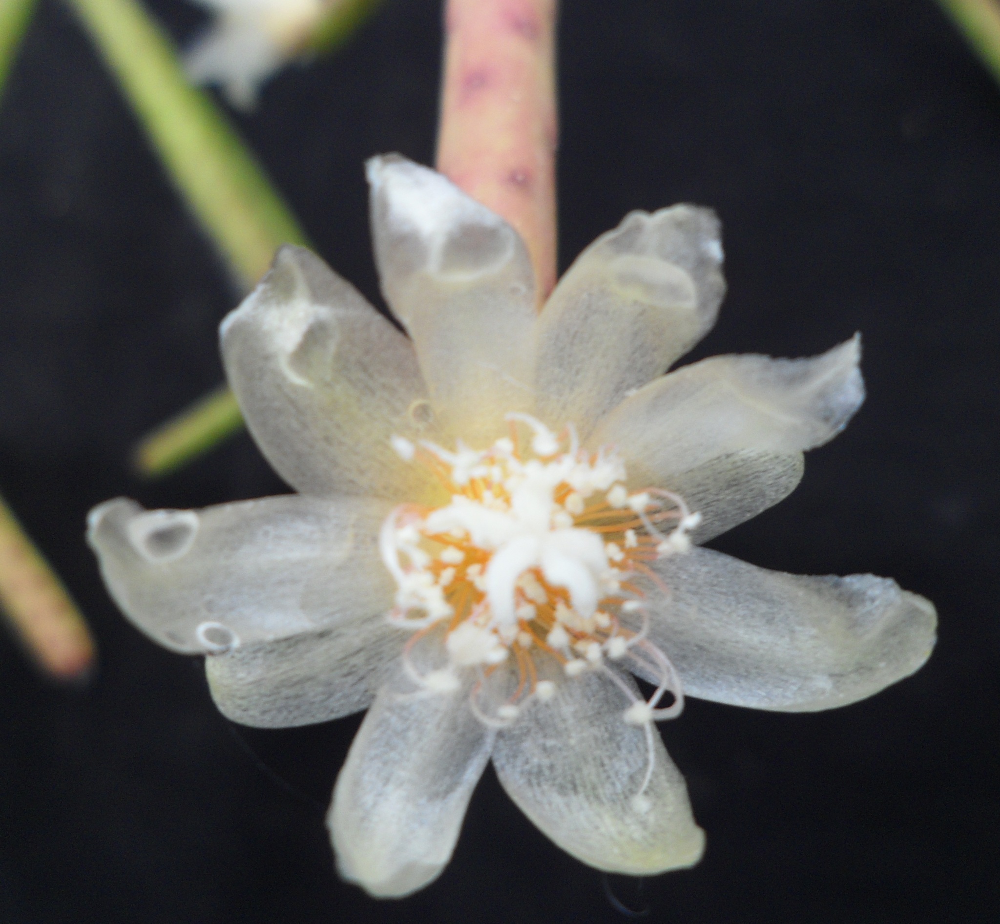 Rhipsalis grandiflora