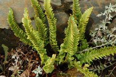 Polystichum kruckebergii