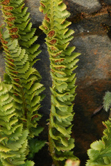 Polystichum kruckebergii