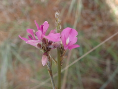 Fabaceae