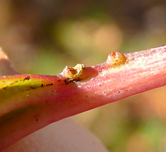 Viburnum opulus opulus