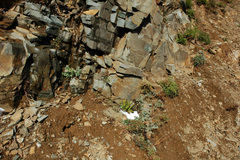 Polystichum kruckebergii