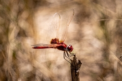 Urothemis