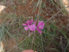 Fabaceae