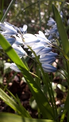 Puschkinia