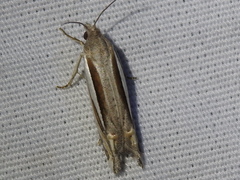 Eucosma spiculana