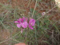 Fabaceae