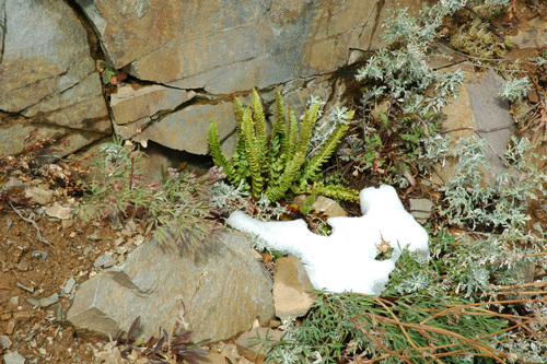 Image of Polystichum kruckebergii by (c) Timothy McNitt, some rights reserved (CC BY)