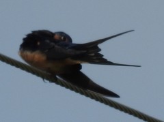 Hirundo rustica