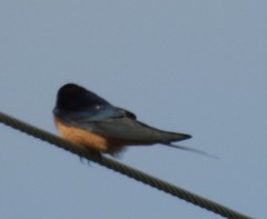 Hirundo rustica