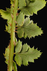 Polystichum kruckebergii