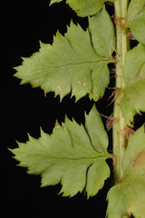 Polystichum kruckebergii