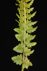Polystichum kruckebergii