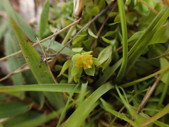 Fabaceae