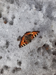 Aglais urticae