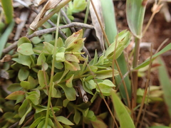 Fabaceae