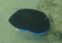 Centropyge multispinis