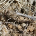 Psoloessa delicatula - Photo (c) James Bailey, algunos derechos reservados (CC BY-NC), subido por James Bailey