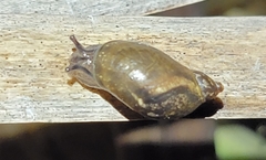 Oxyloma elegans