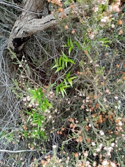 Asparagus kraussianus