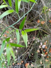 Asparagus kraussianus