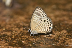 Nacaduba angusta
