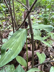 Trillium lancifolium