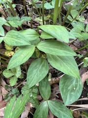 Trillium lancifolium
