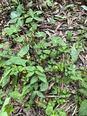 Trillium lancifolium