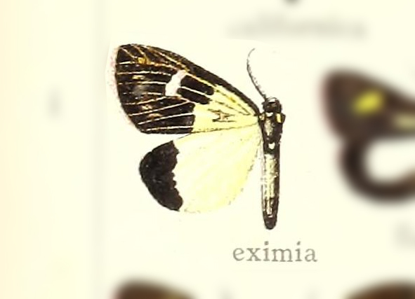 Polypoetes eximia