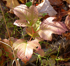 Viburnum opulus opulus