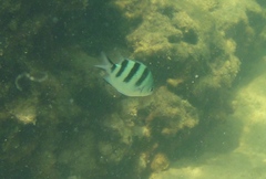 Abudefduf natalensis