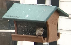 Haemorhous purpureus