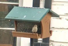 Haemorhous purpureus