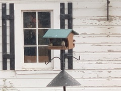 Haemorhous purpureus