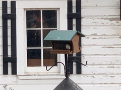 Haemorhous purpureus