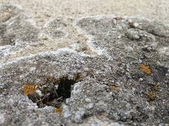 Pyrenodesmia variabilis