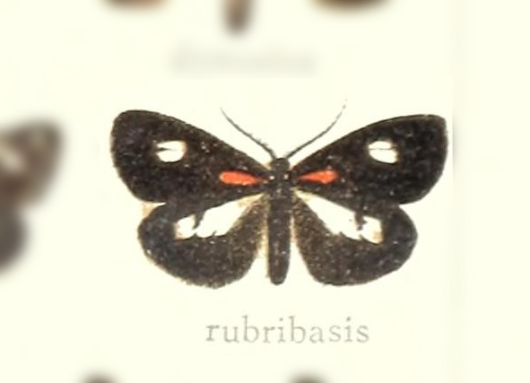 Polypoetes rubribasis